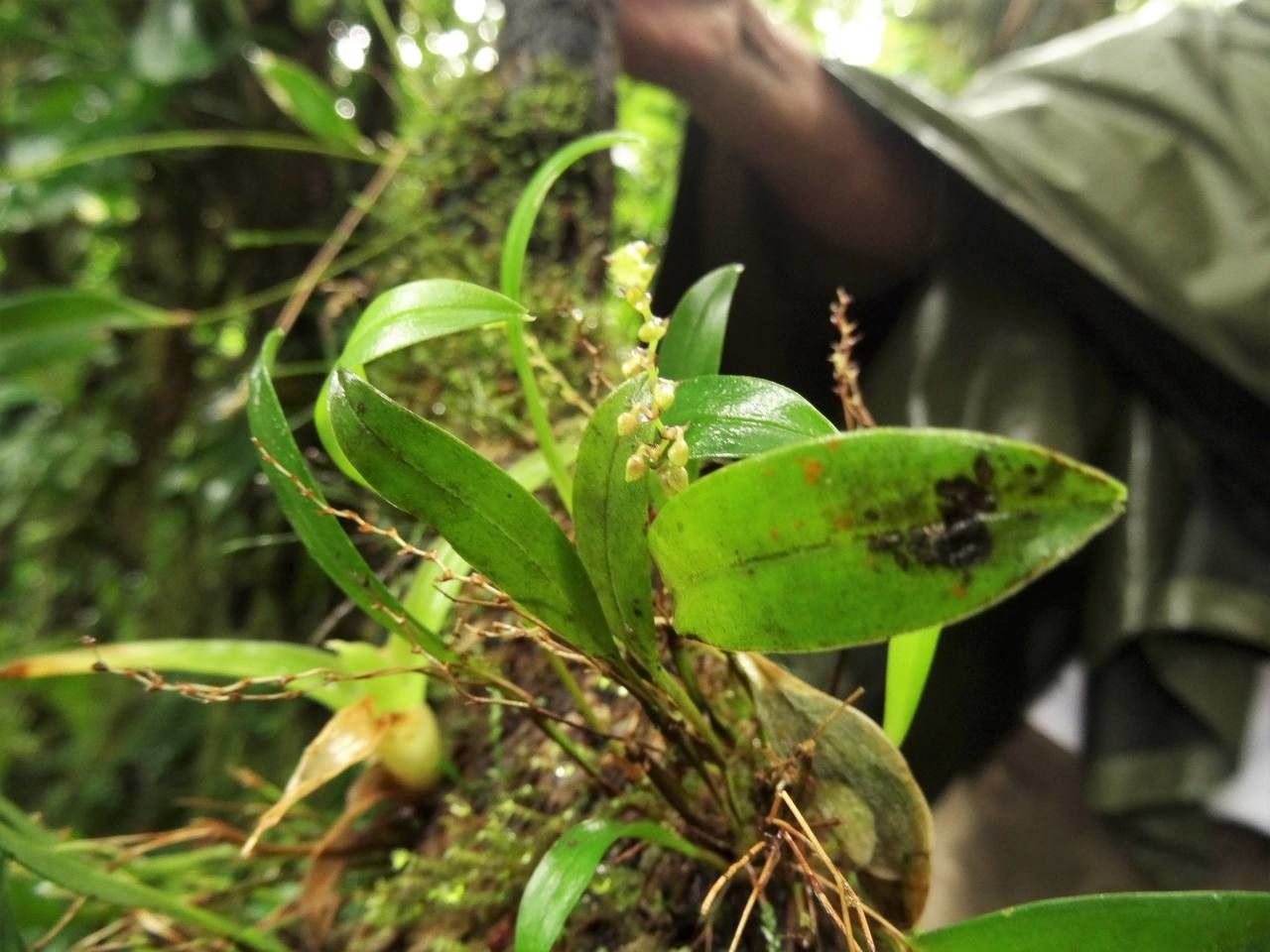 Stelis ophioglossoides flower