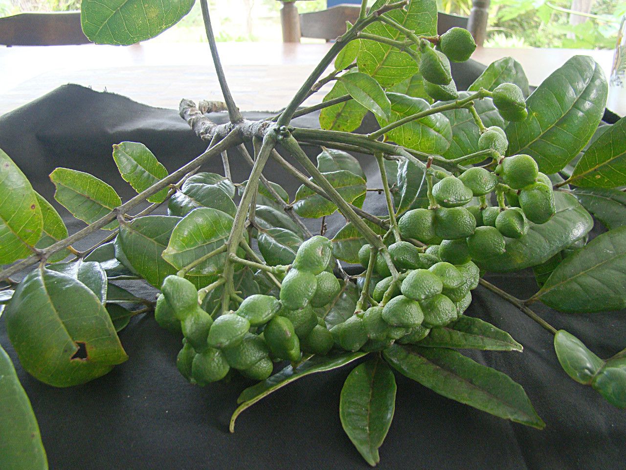 Zanthoxylum albiflorum fruit