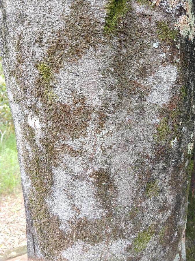 Aspidosperma tomentosum bark