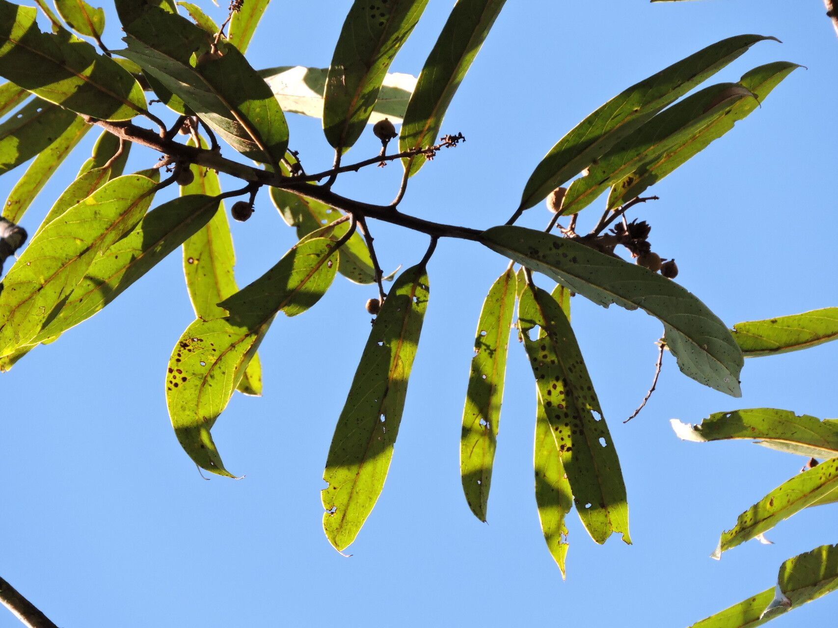 Cryptocarya polyneura leaf