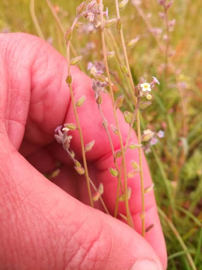 Myosotis discolor fruit