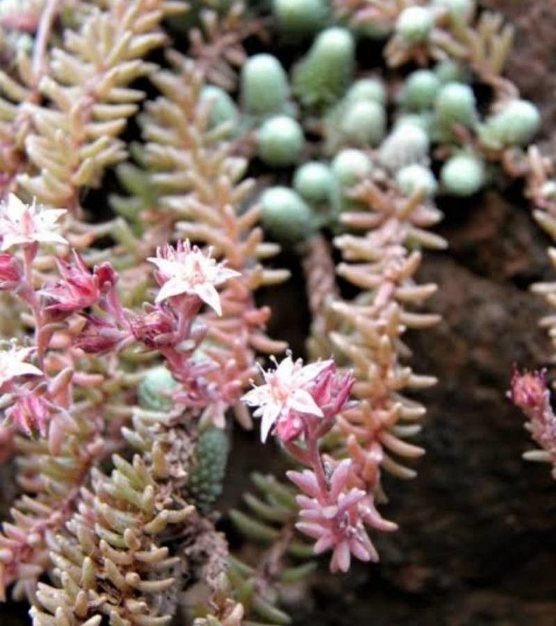 Sedum alamosanum — search result for 'and Chihuahua'