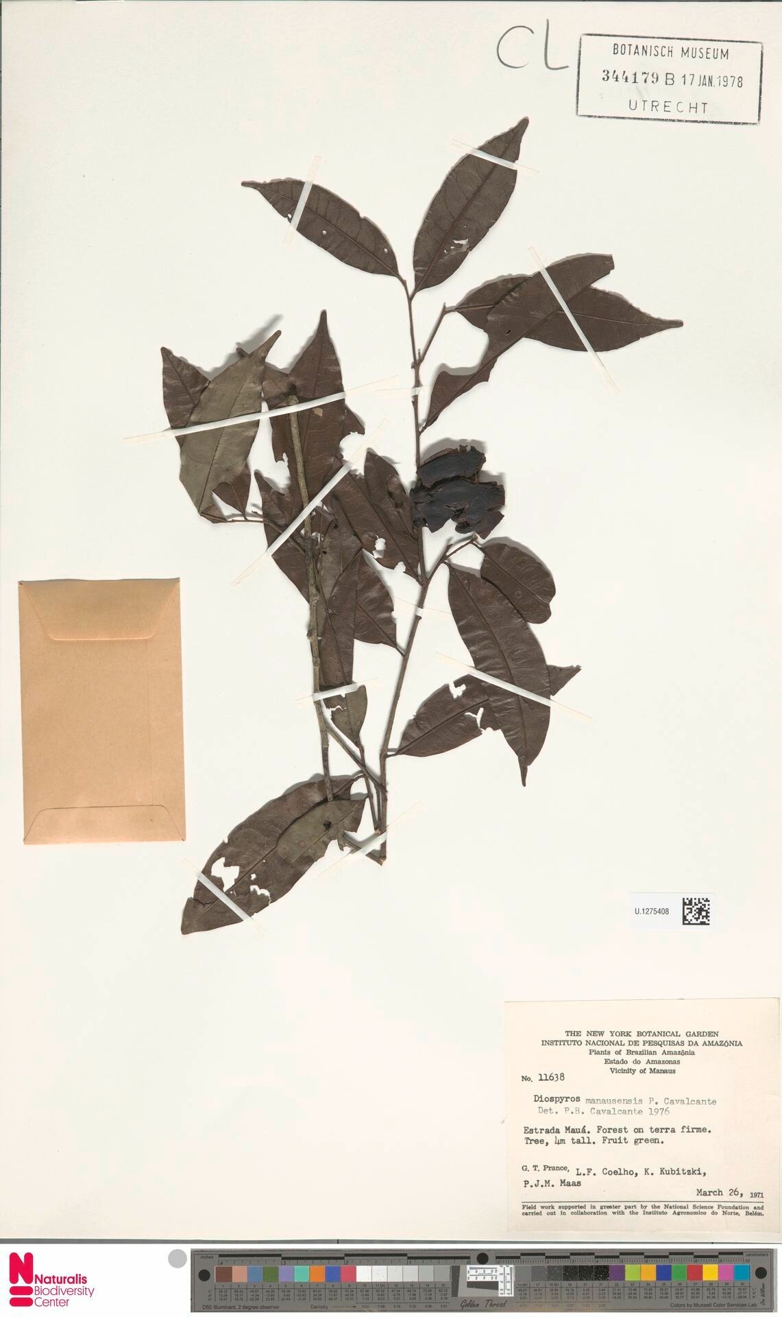 Diospyros manausensis fruit