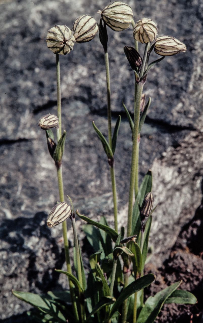 Silene uralensis flower