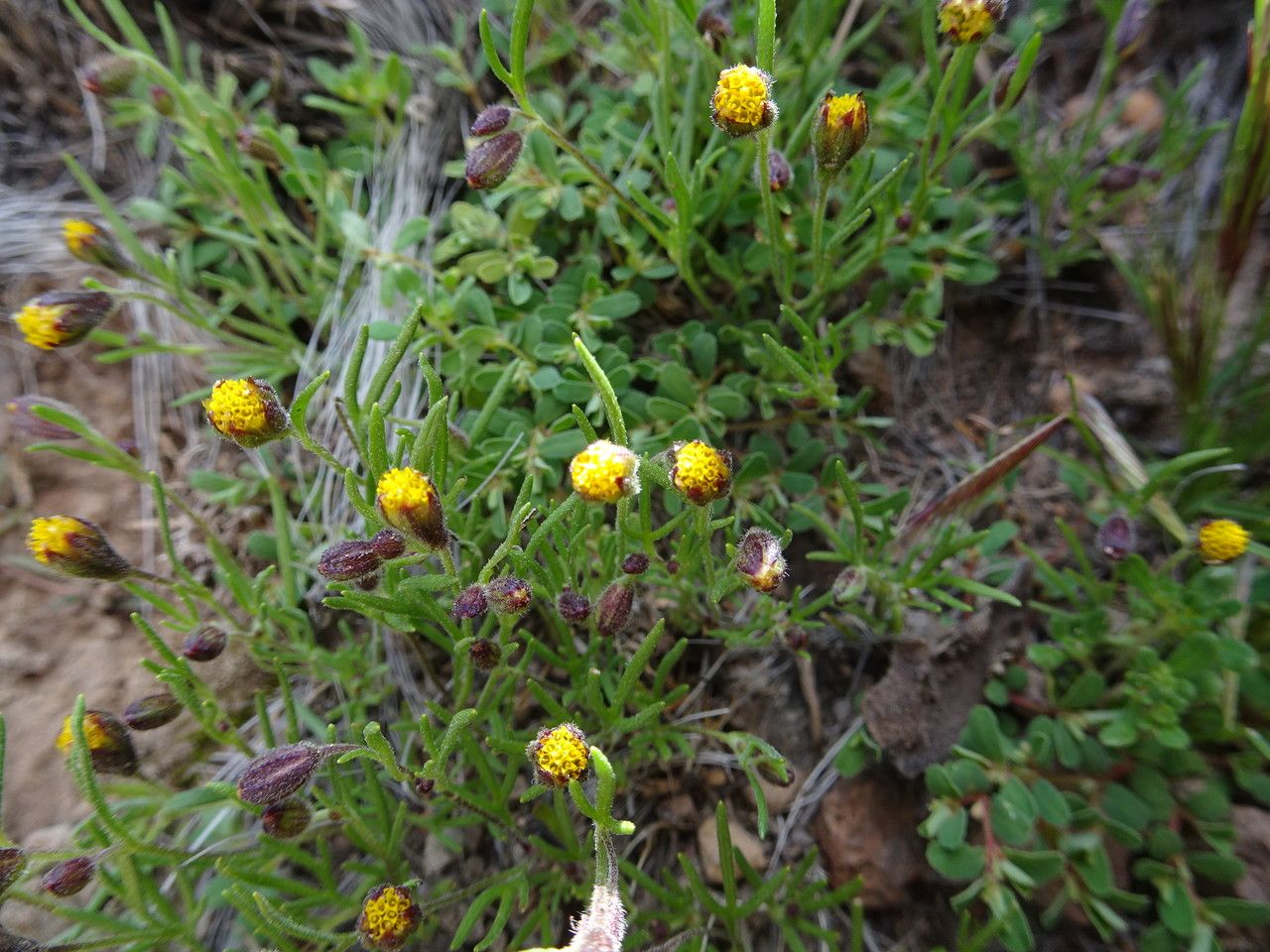 Schkuhria multiflora habit