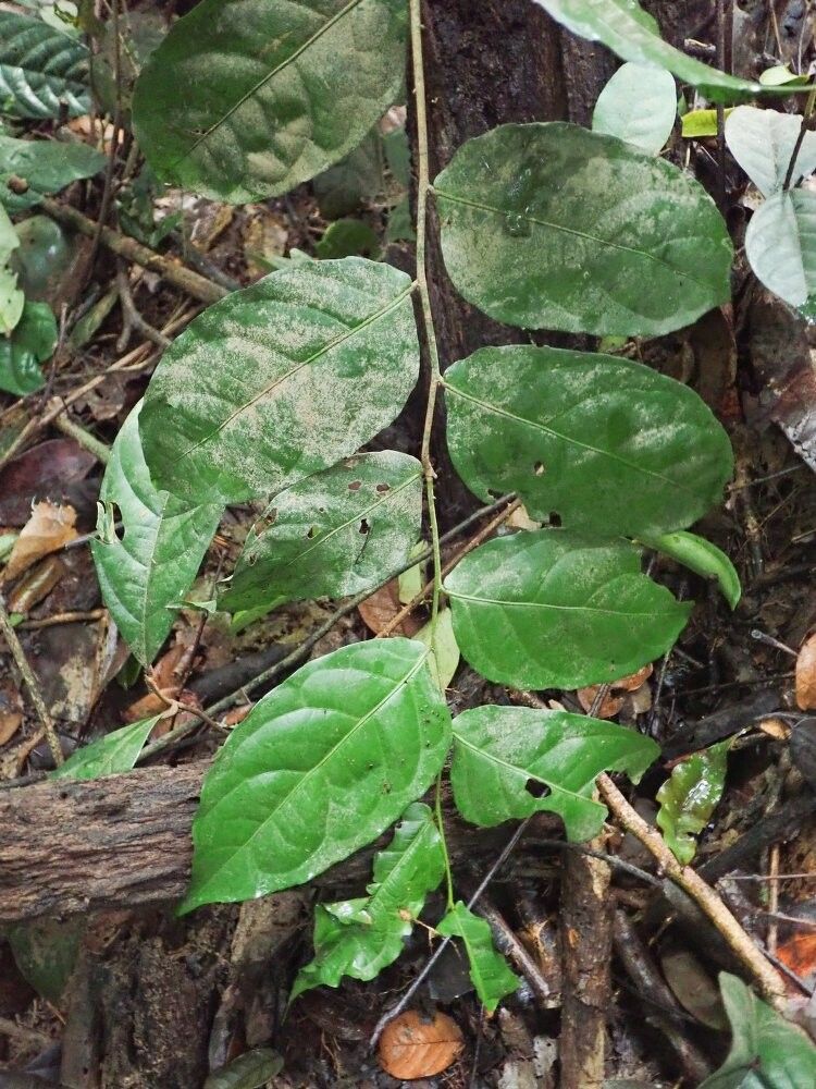 Drypetes gilgiana — houseplant care guide