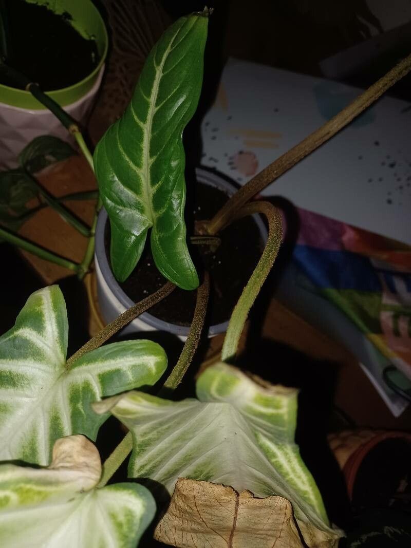 Xanthosoma lindenii bark