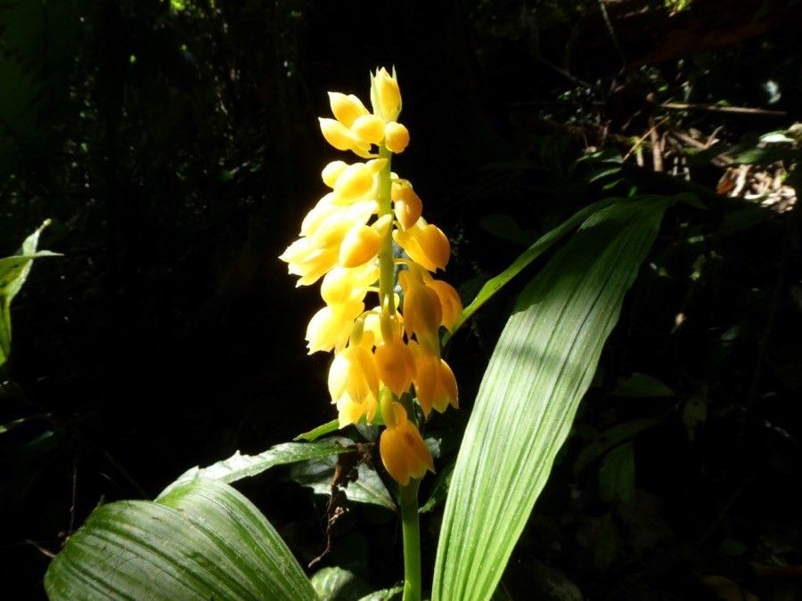 Calanthe ventilabrum flower