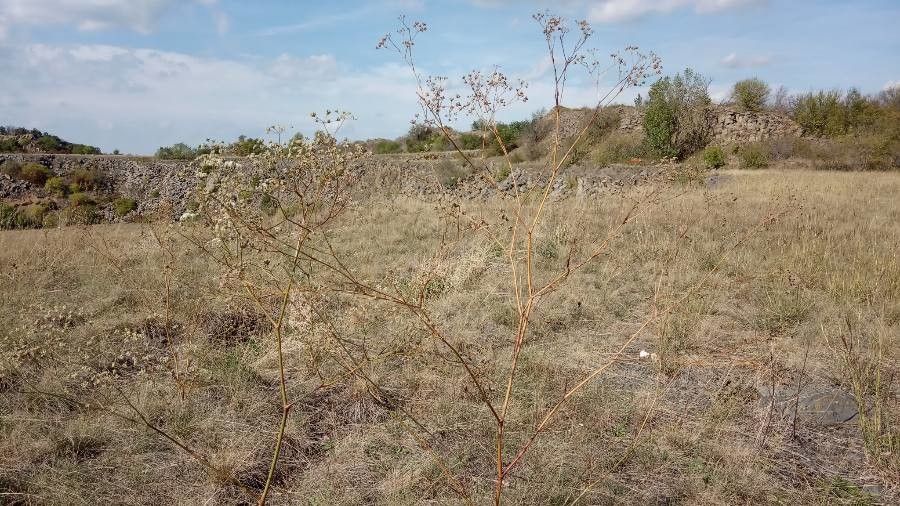 Seseli pallasii habit