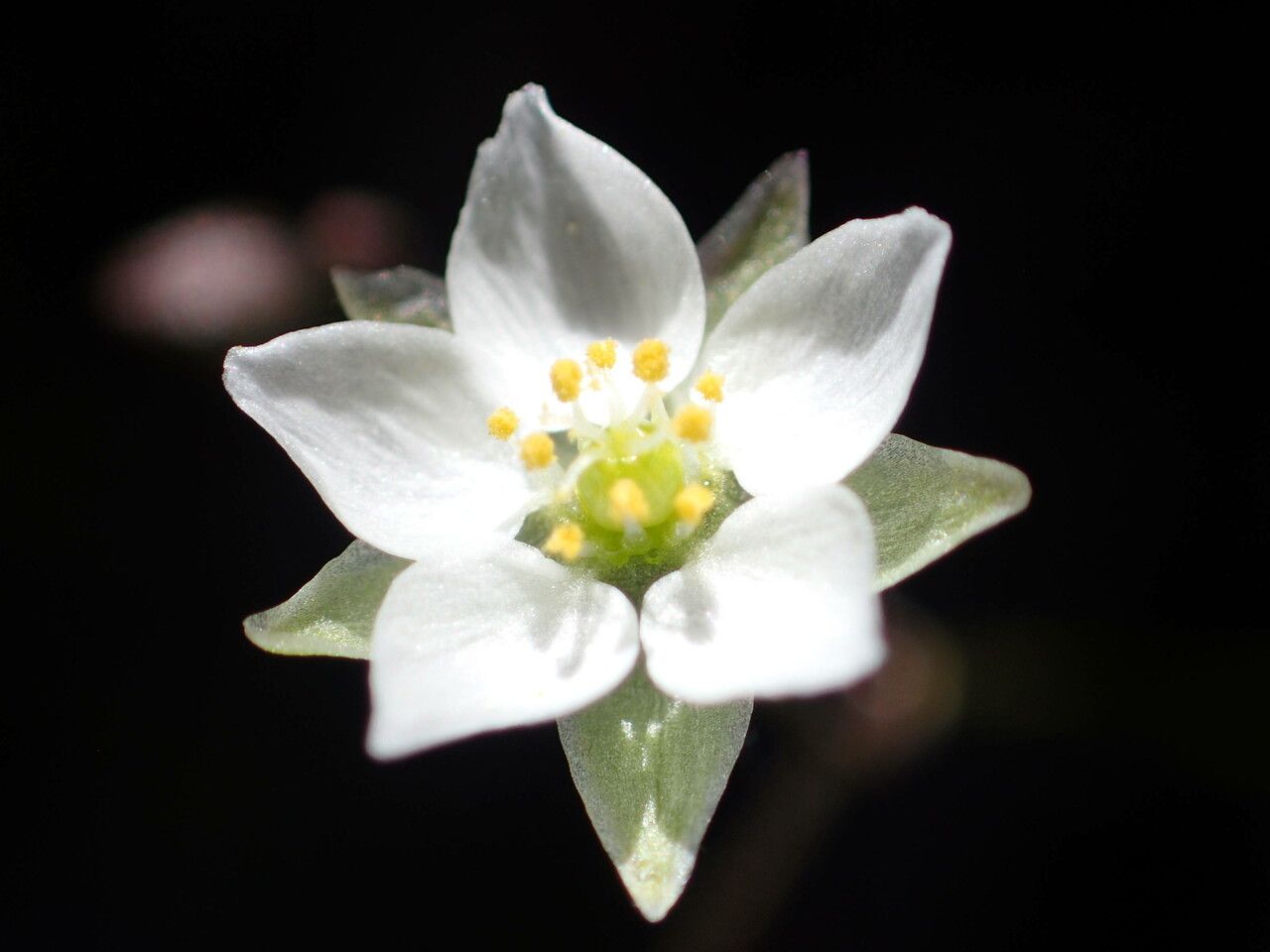 Spergula morisonii flower