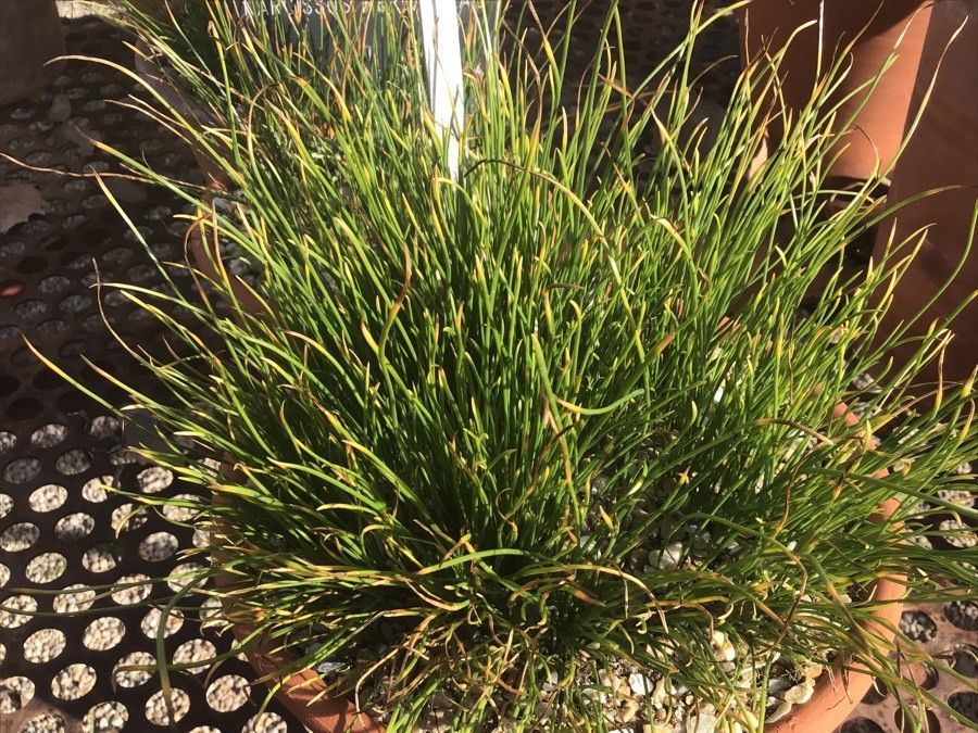 Narcissus × perezlarae — search result for 'Narcissus'