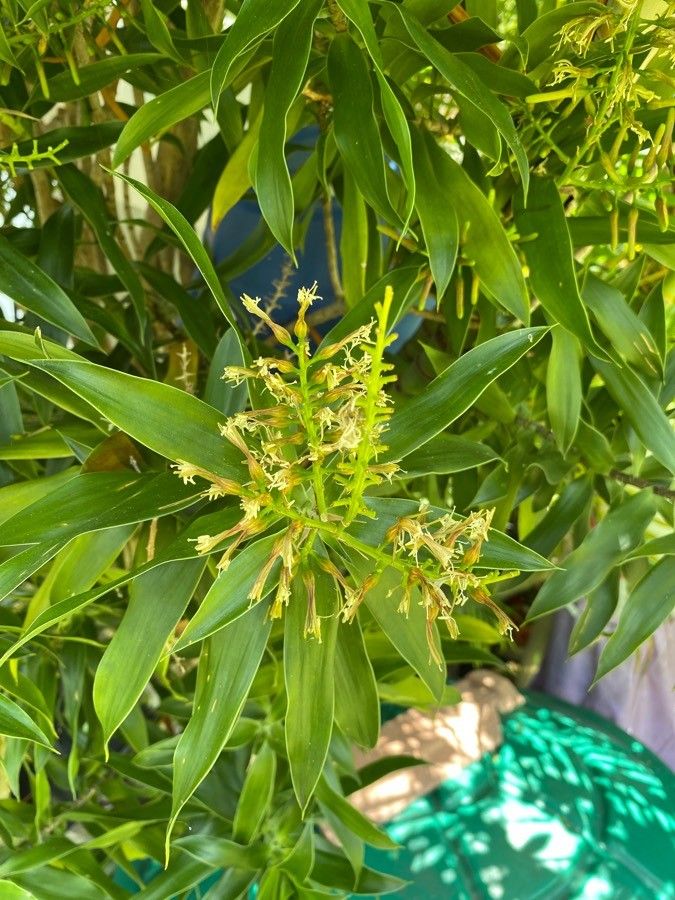 Dracaena mannii flower
