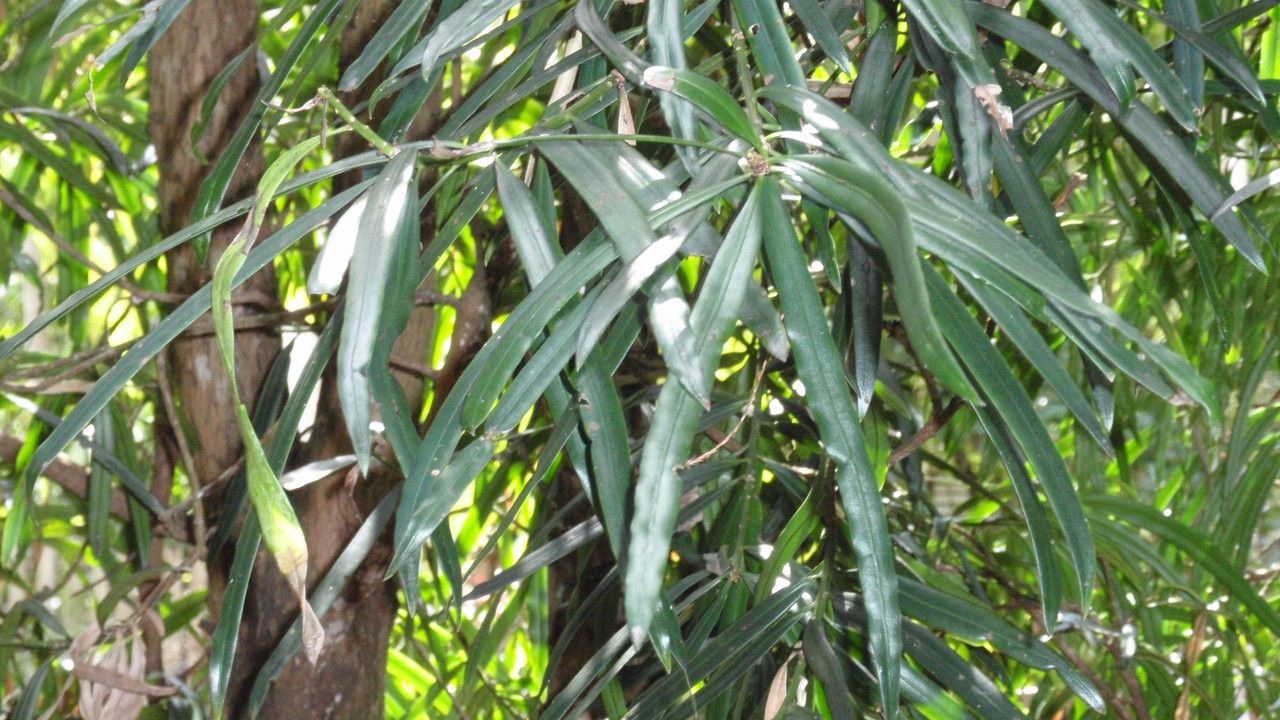 Podocarpus grayae — search result for 'Podocarpus'