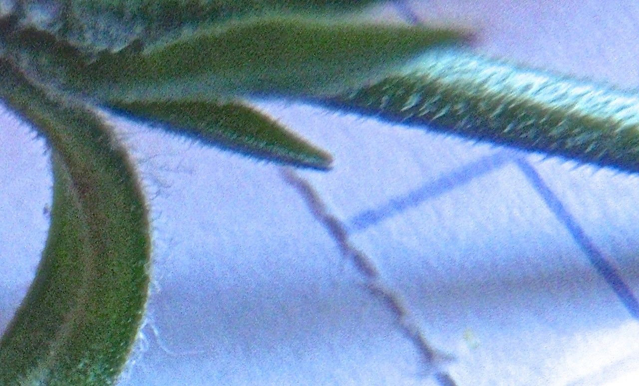 Silene paradoxa habit