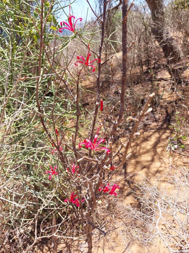 Turraea boivinii habit