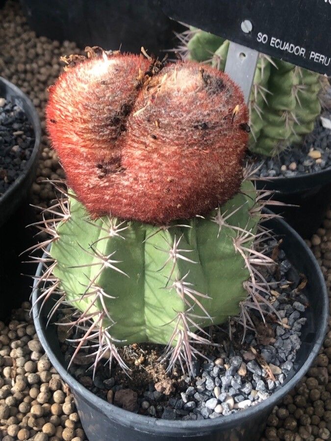 Melocactus peruvianus — houseplant care guide