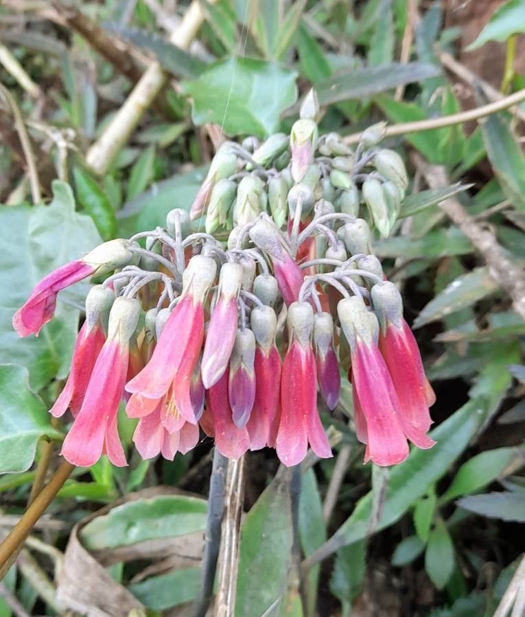 Bryophyllum daigremontianum flower