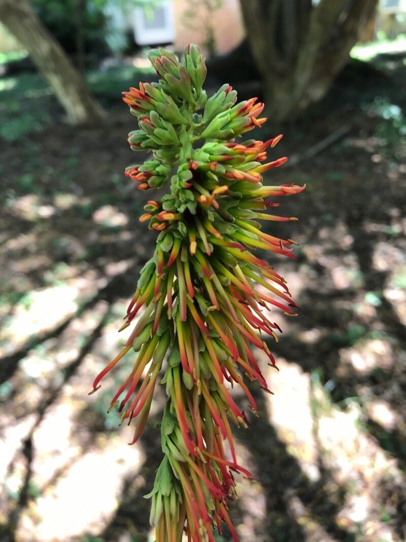 Acrocarpus fraxinifolius flower