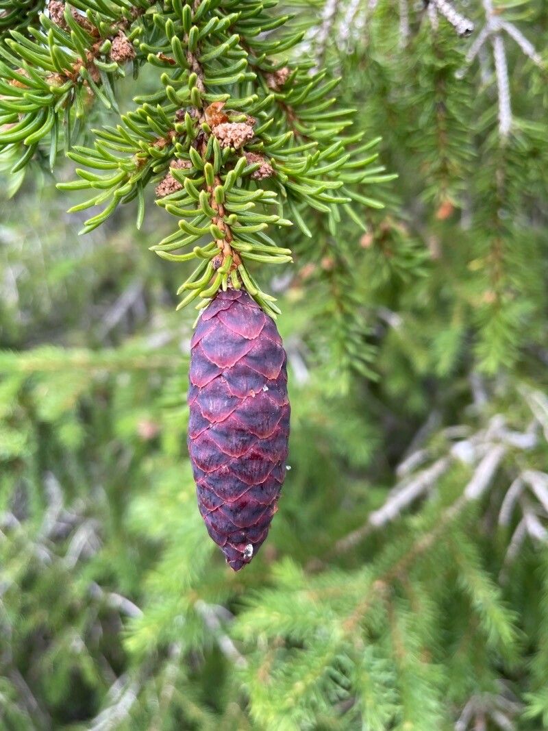 Picea obovata fruit