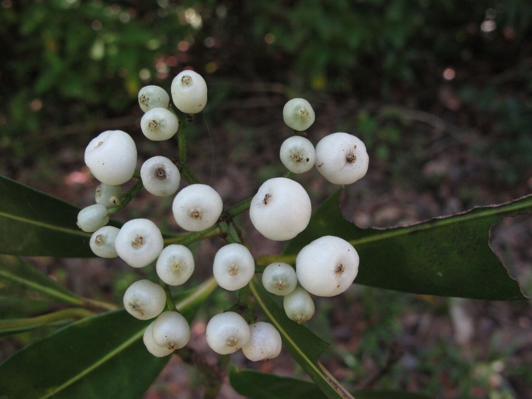 Psychotria lucidula — houseplant care guide