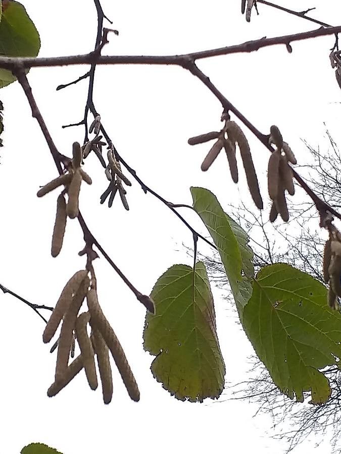 Corylus yunnanensis flower