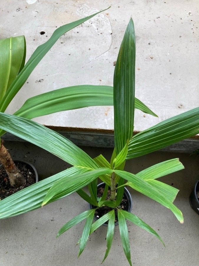 Dypsis procera — search result for 'Arecaceae'