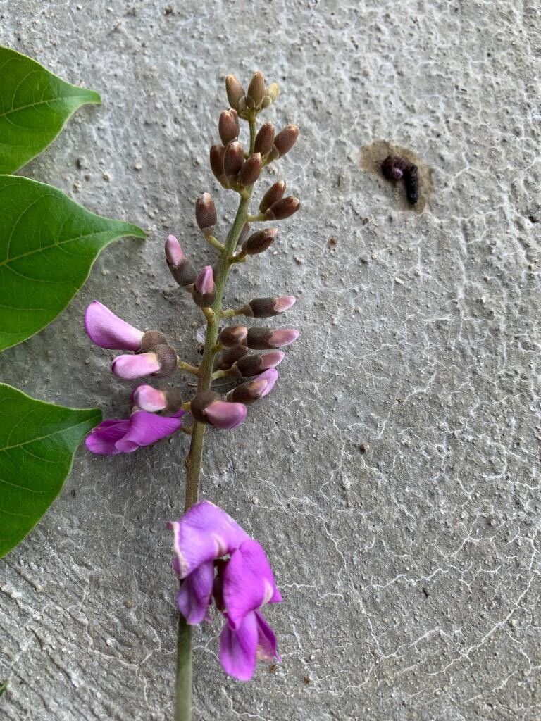 Lonchocarpus sericeus flower