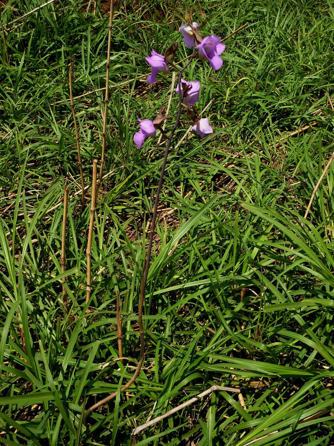 Eulophia cucullata habit