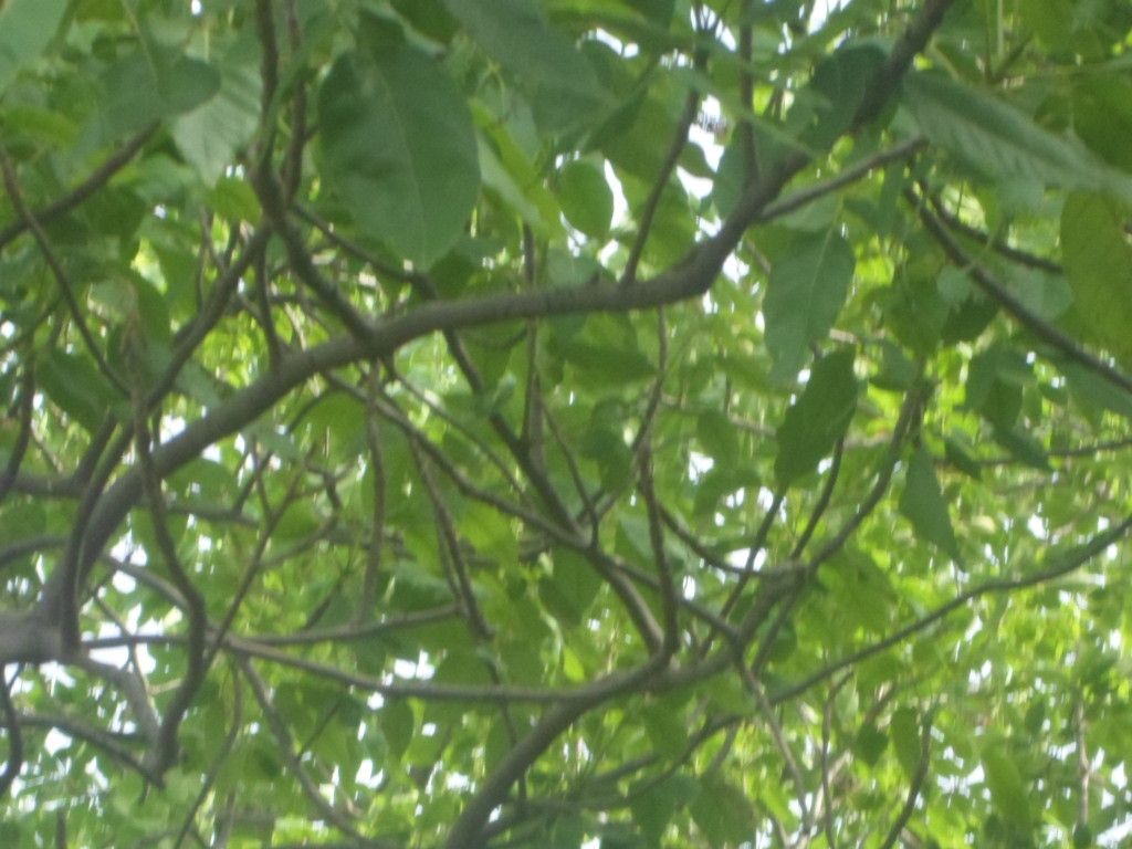 Lannea microcarpa — search result for 'Senegal'