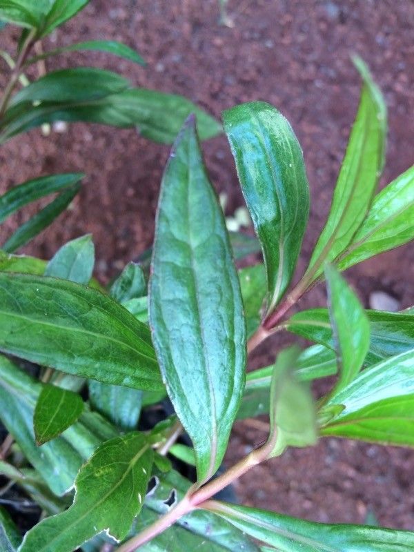 Ayapana triplinervis — search result for 'Eupatorium'