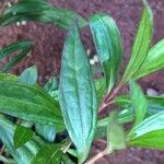 Ayapana triplinervis