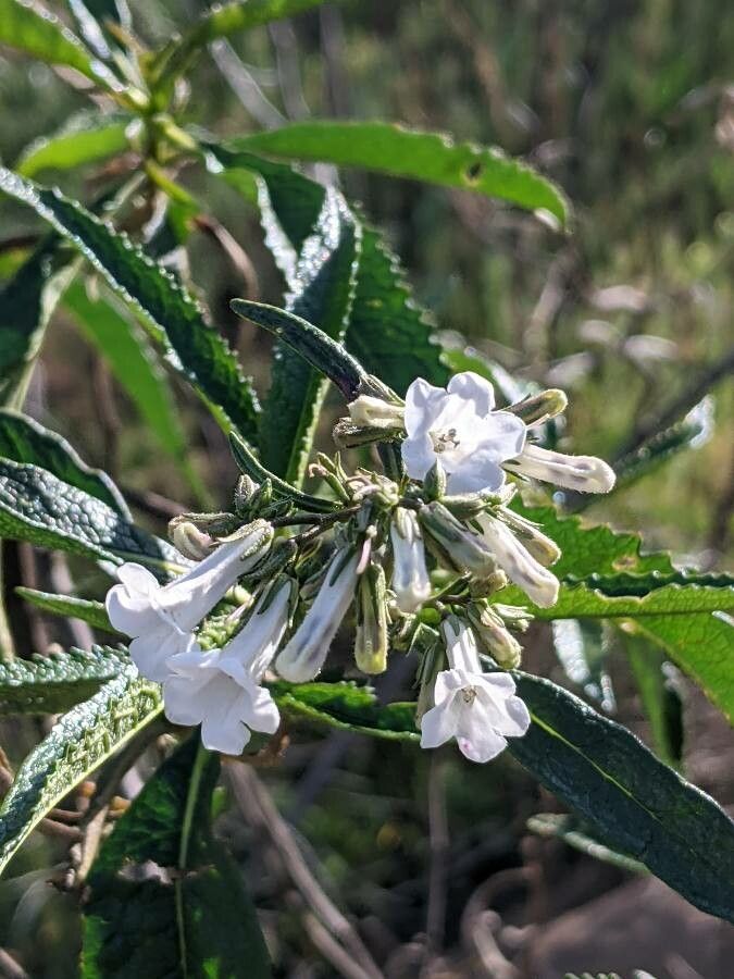 Eriodictyon crassifolium flower
