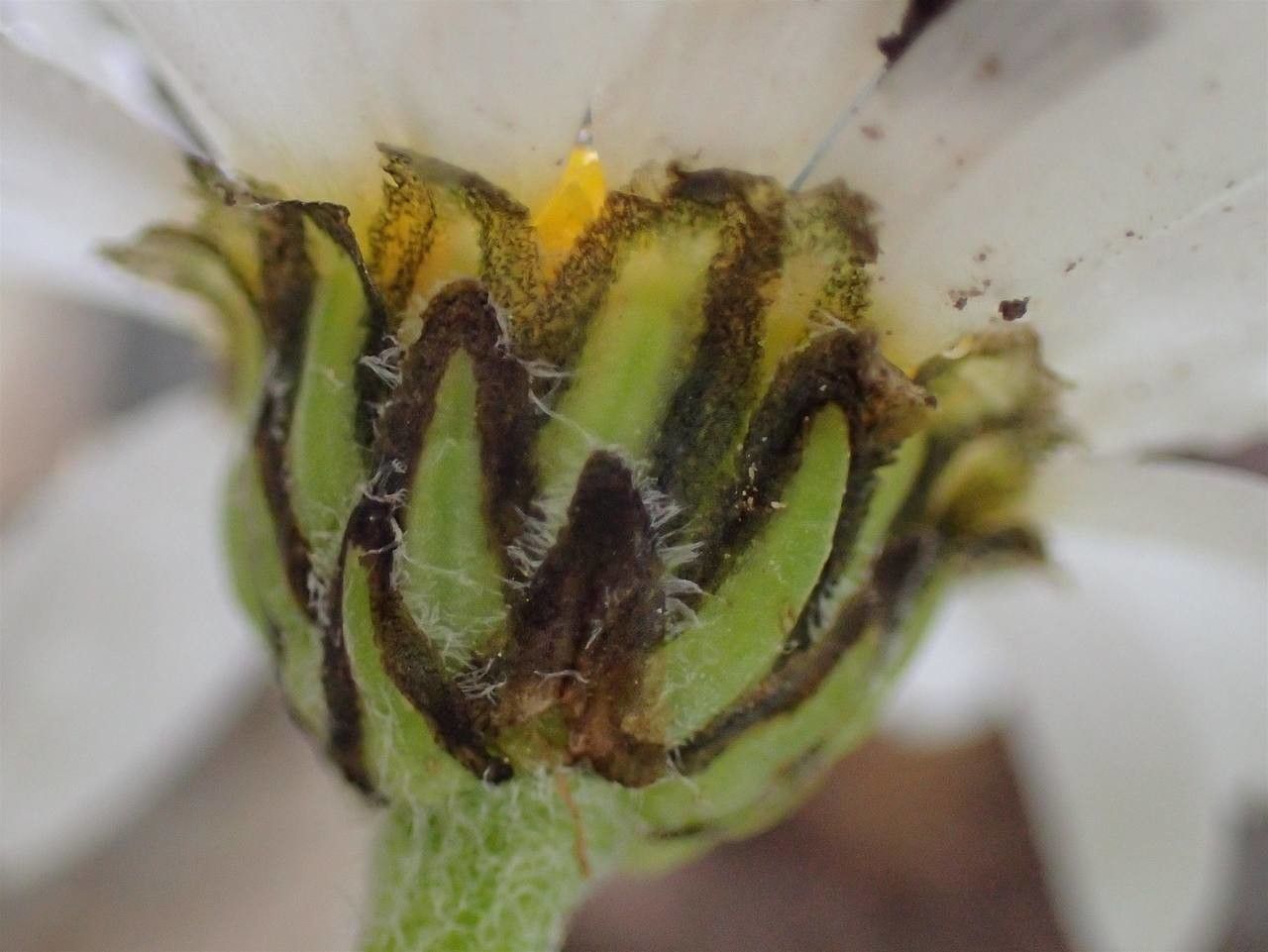 Leucanthemopsis alpina fruit