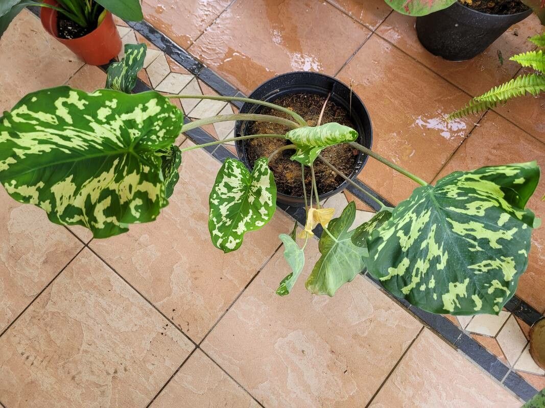 Caladium praetermissum