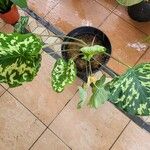 Caladium praetermissum