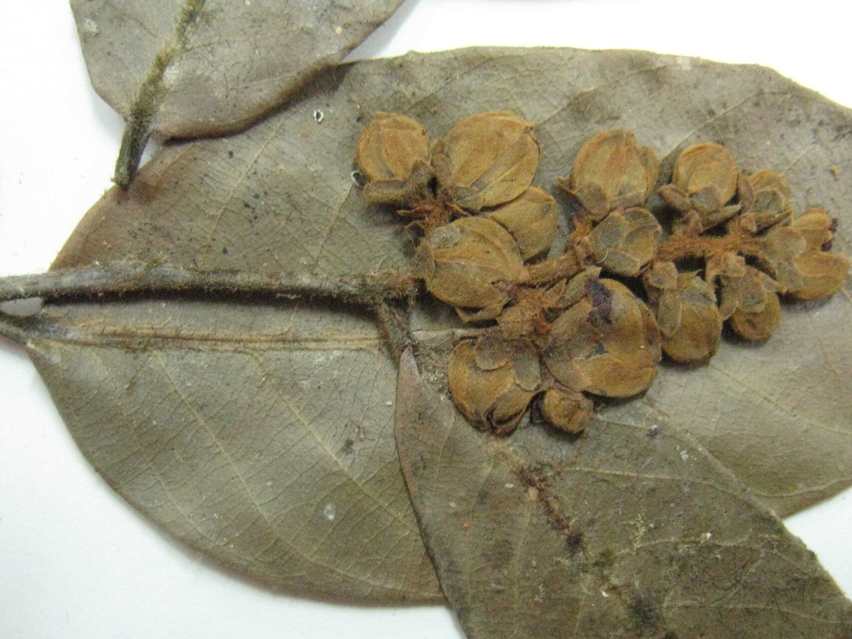 Caraipa racemosa other