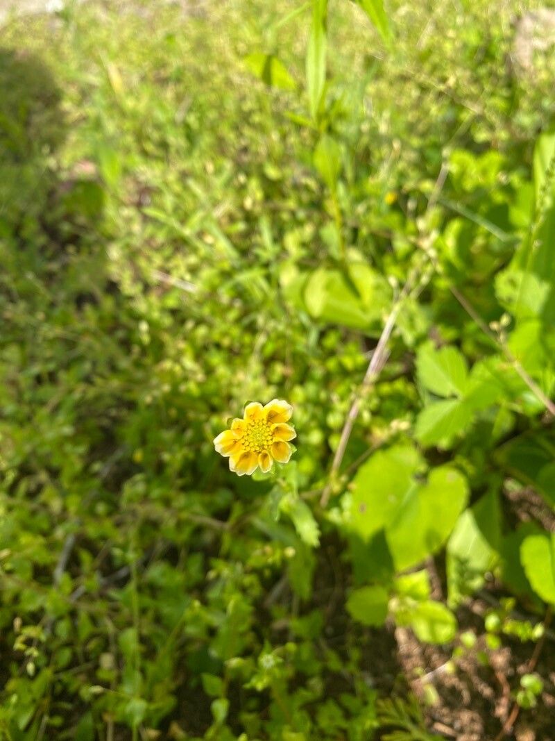 Ranunculus macounii flower