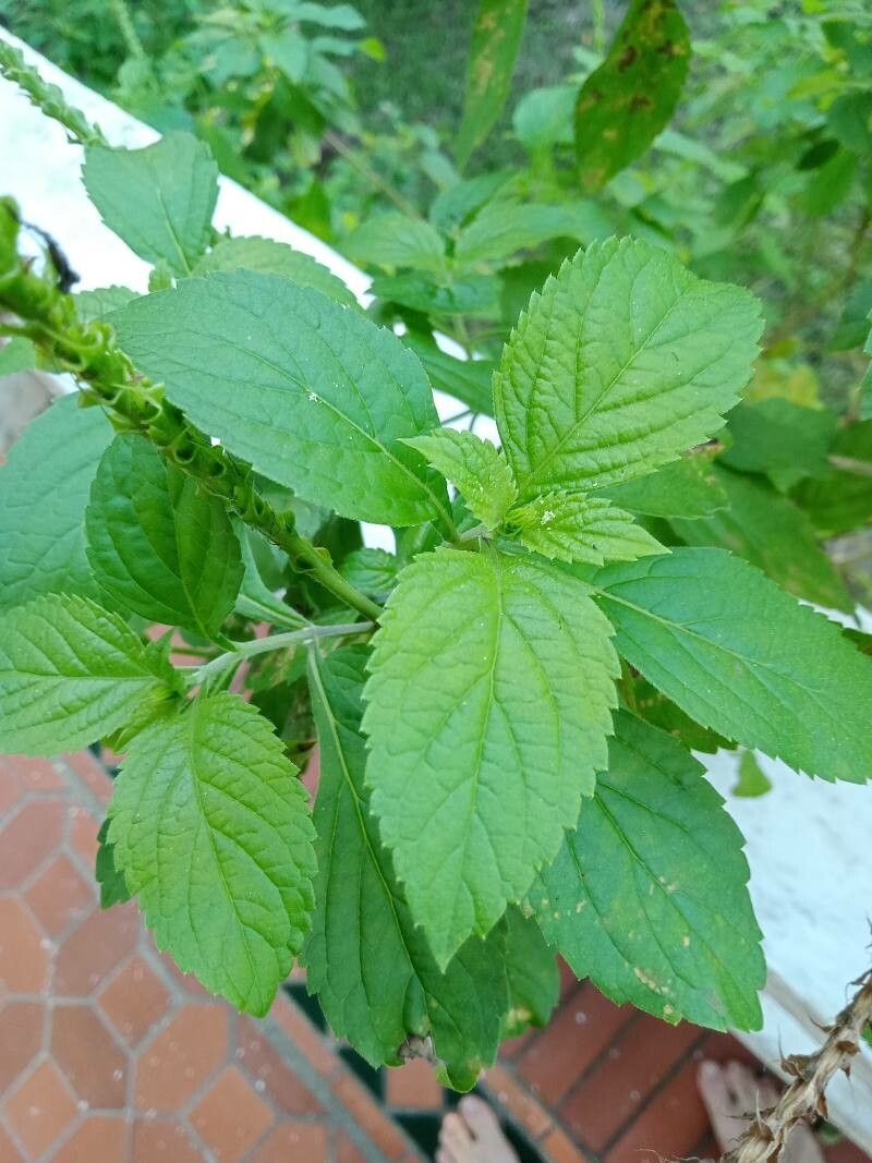 Stachytarpheta frantzii — search result for 'Panama'