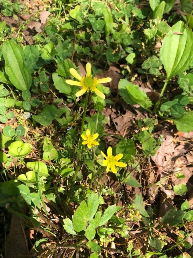 Ranunculus hispidus habit