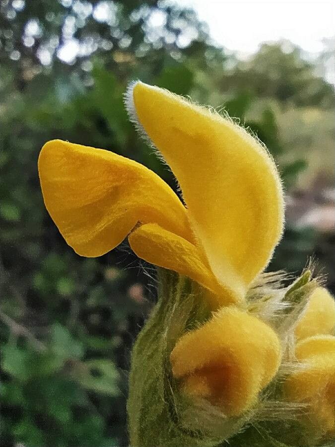 Phlomis lychnitis flower