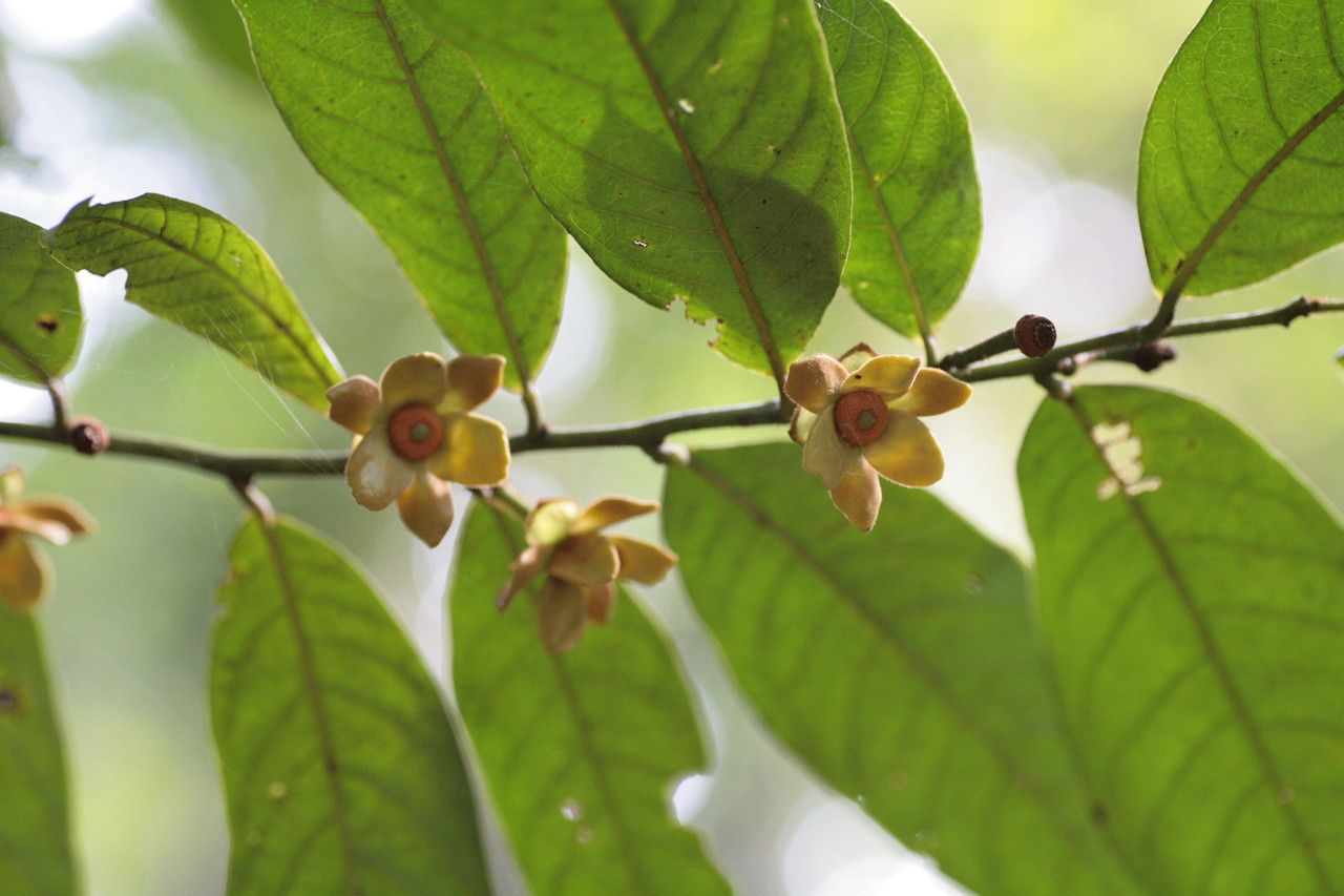 Guatteria ouregou flower