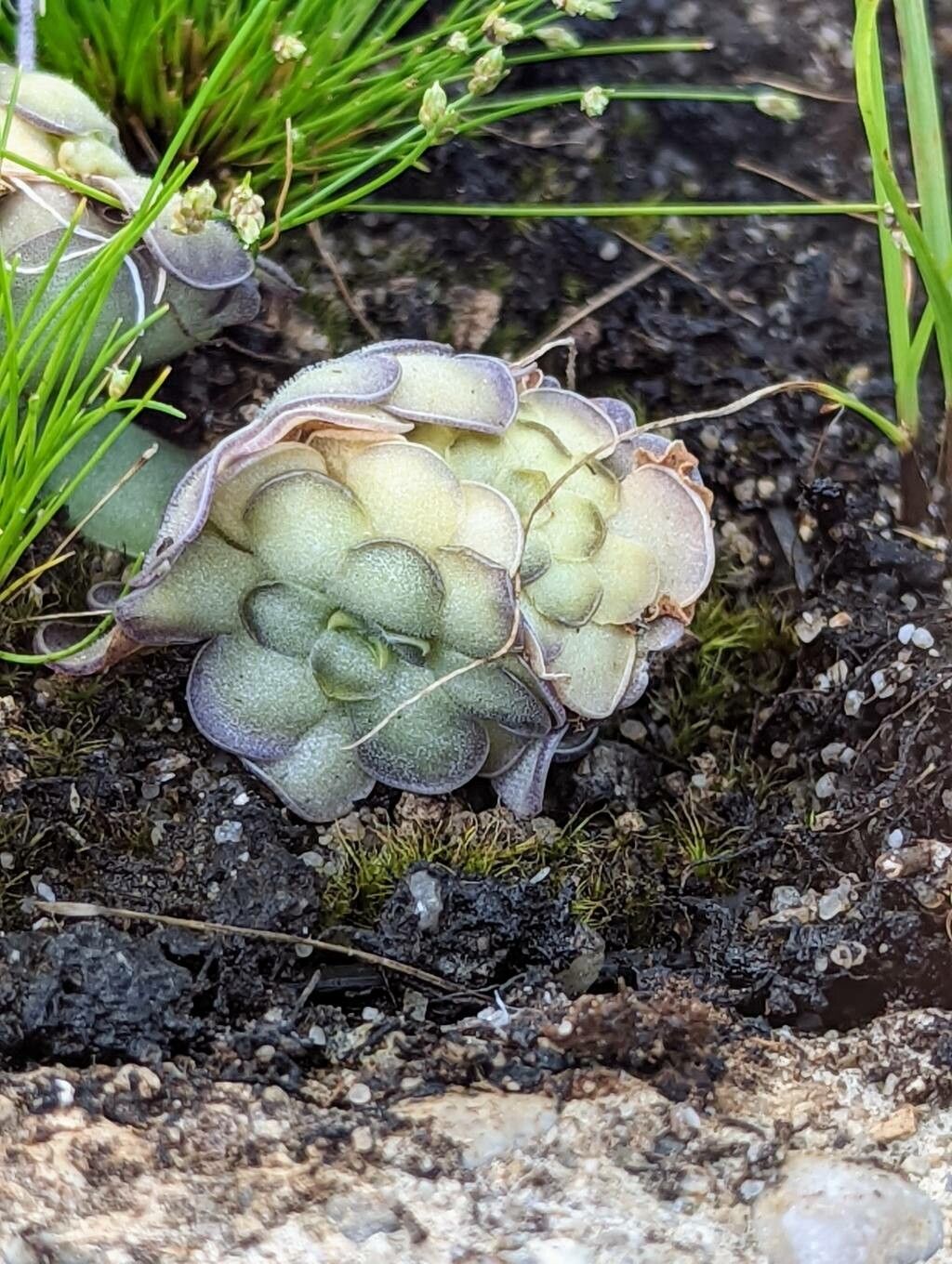 Pinguicula cyclosecta leaf