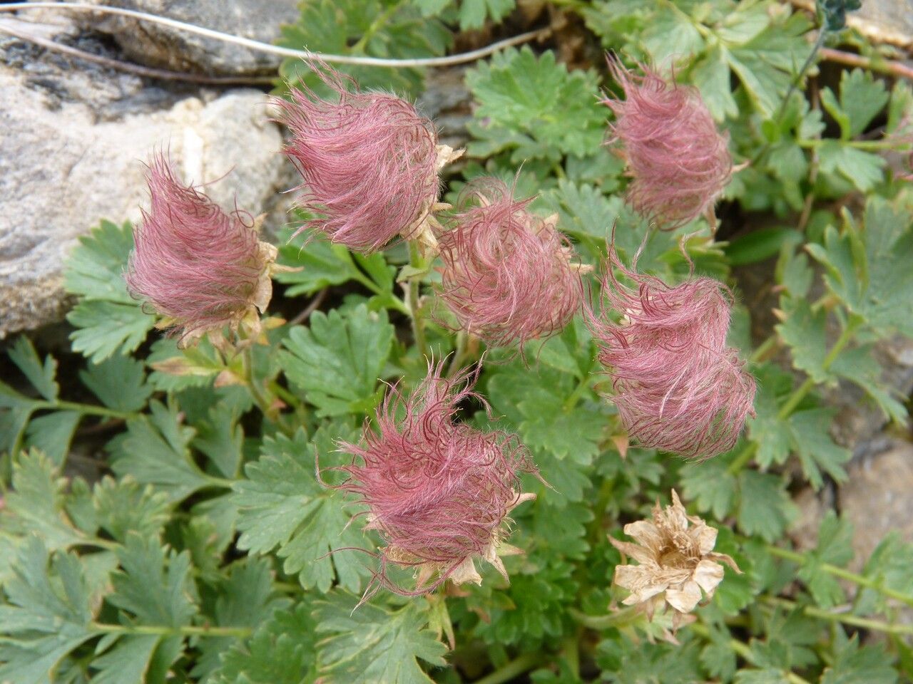 Geum reptans fruit