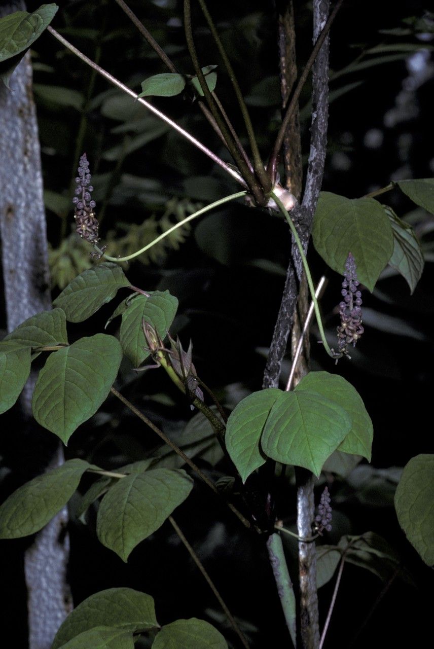Sinofranchetia chinensis flower