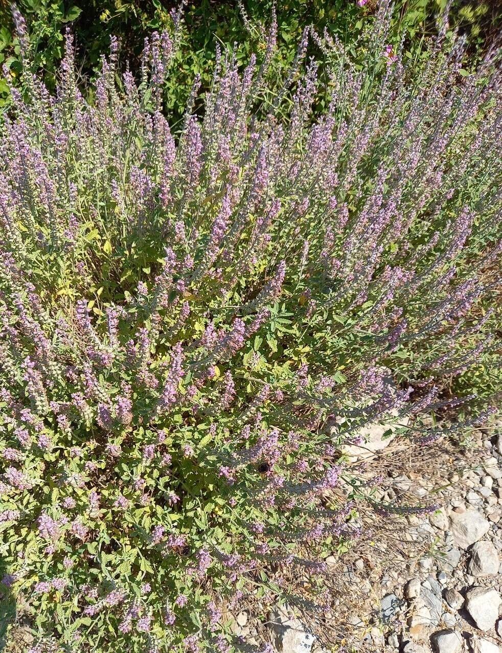 Teucrium massiliense habit