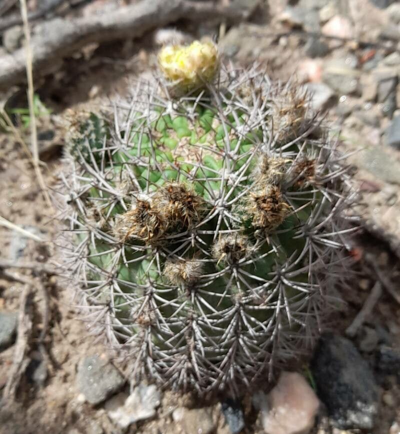 Echinopsis thionantha habit