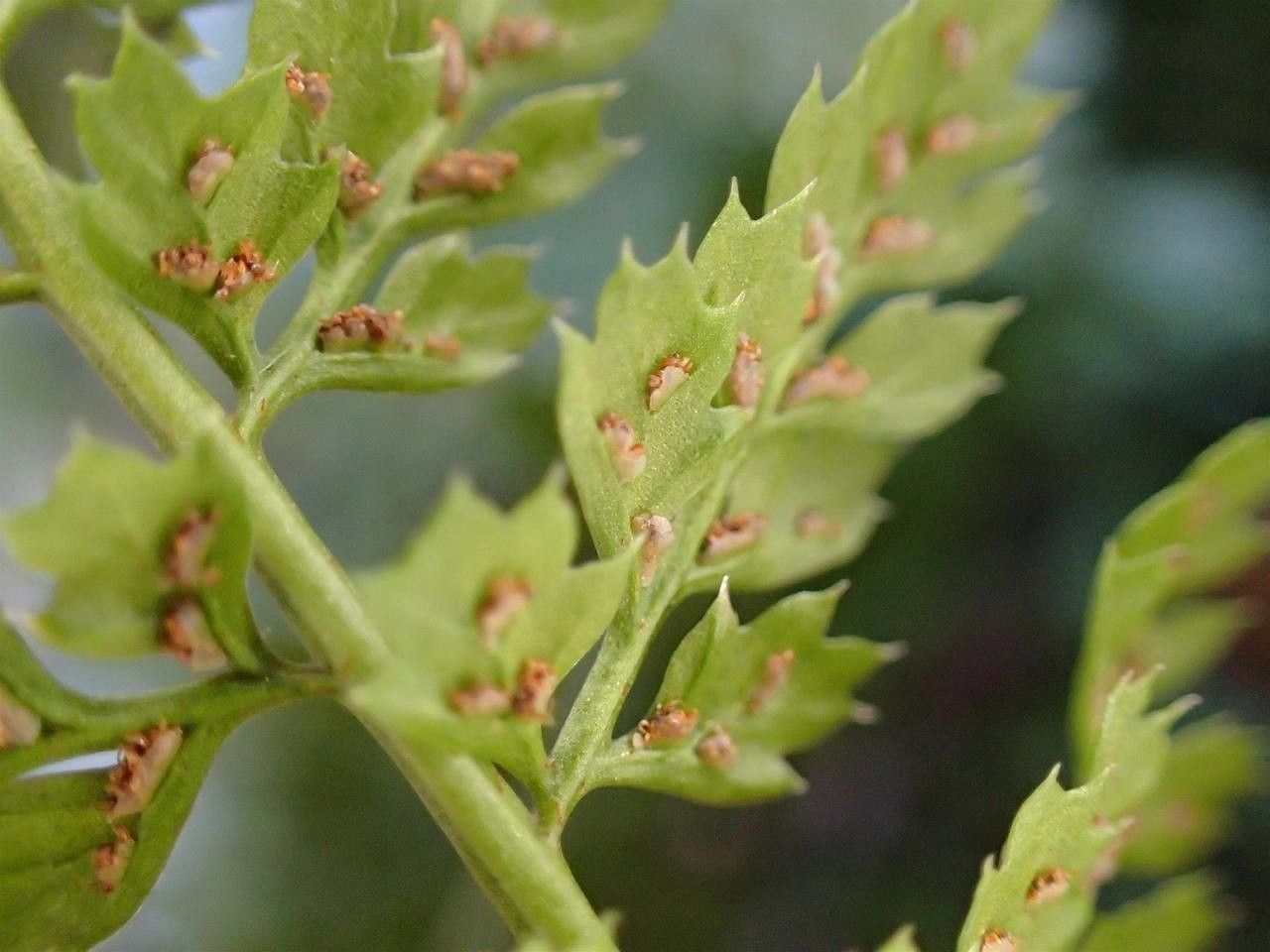 Asplenium exiguum fruit