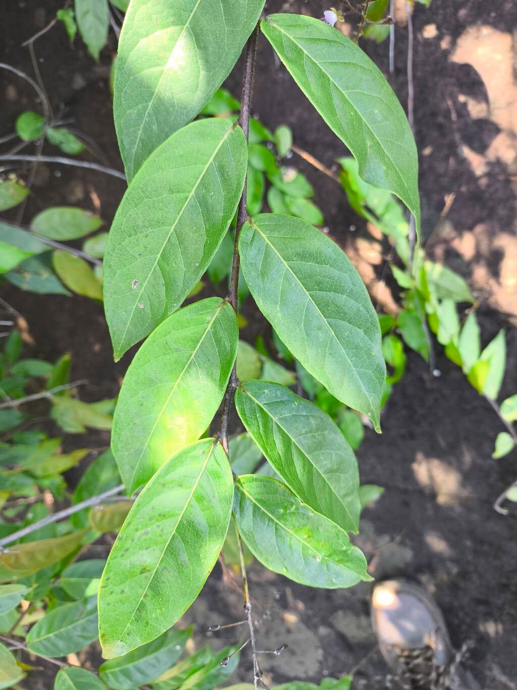 Hirtella gracilipes — houseplant care guide