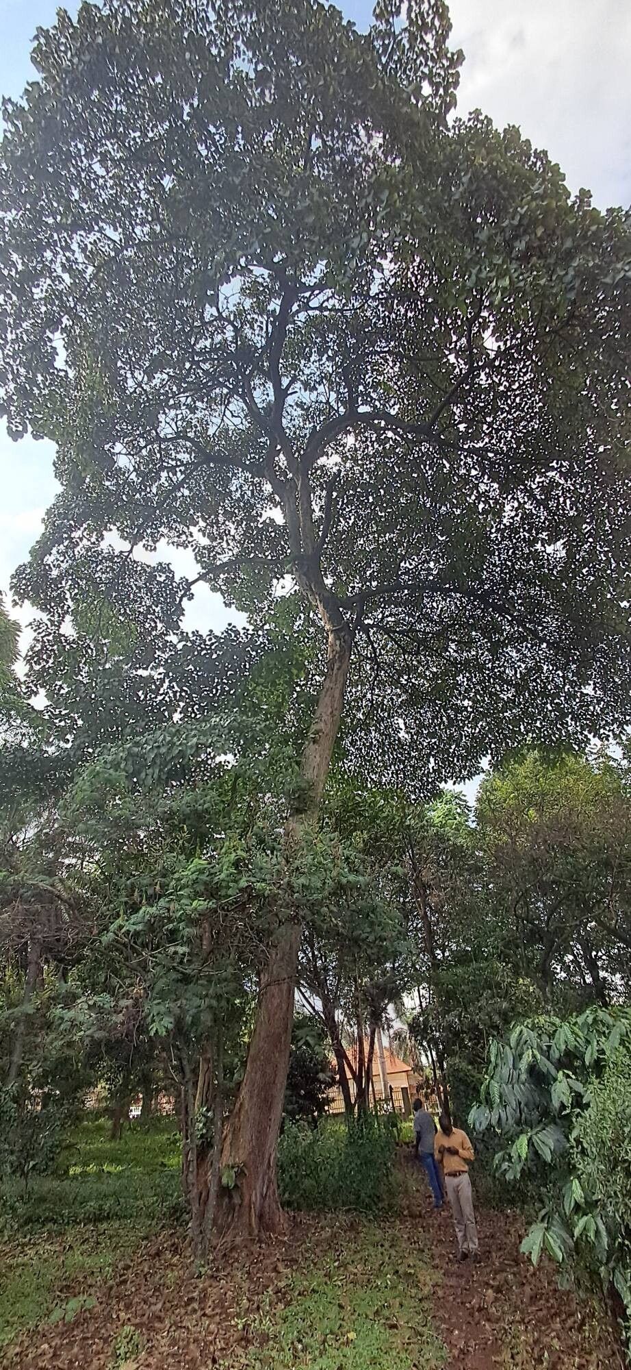 Cordia millenii habit