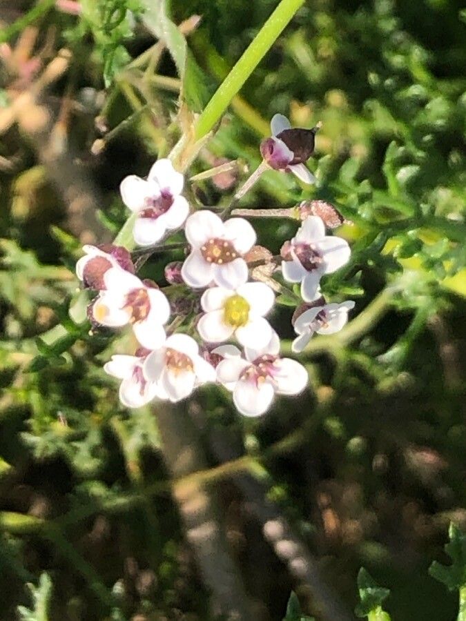 Lepidium graminifolium flower